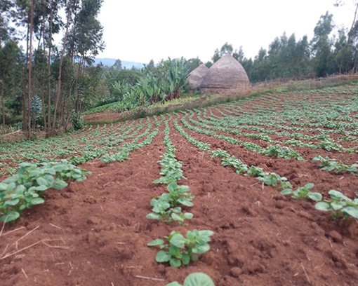 Establishing financially sustainable local seed supply systems in Ethiopia