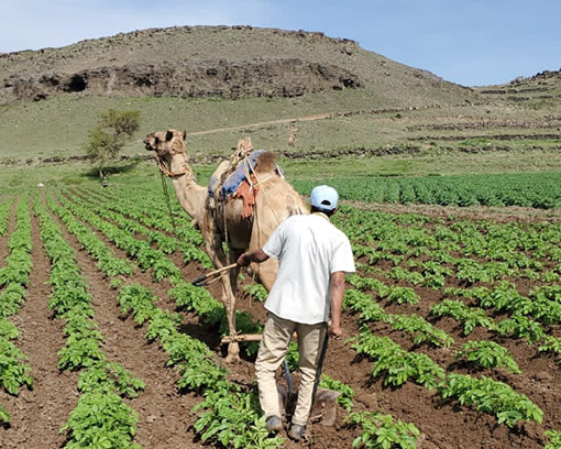 Challenges and opportunities for seed availability and quality in Yemen