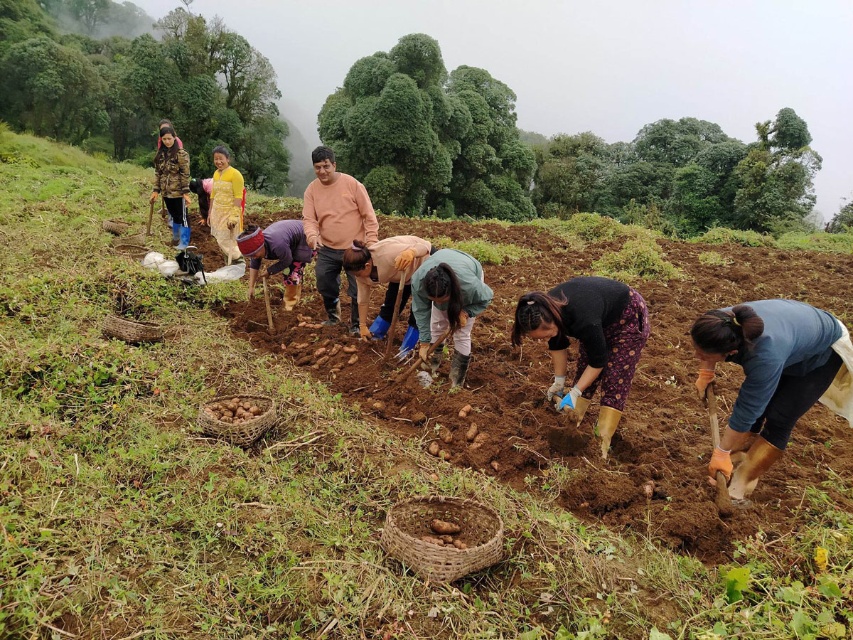 Impact of Quality Seed Potato Production in the Eastern Hills of Nepal