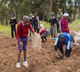 4K members planting potatoes as part of the Growing the Future challenge